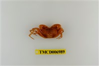 藏品(衰弱幽靈蟹)的圖片